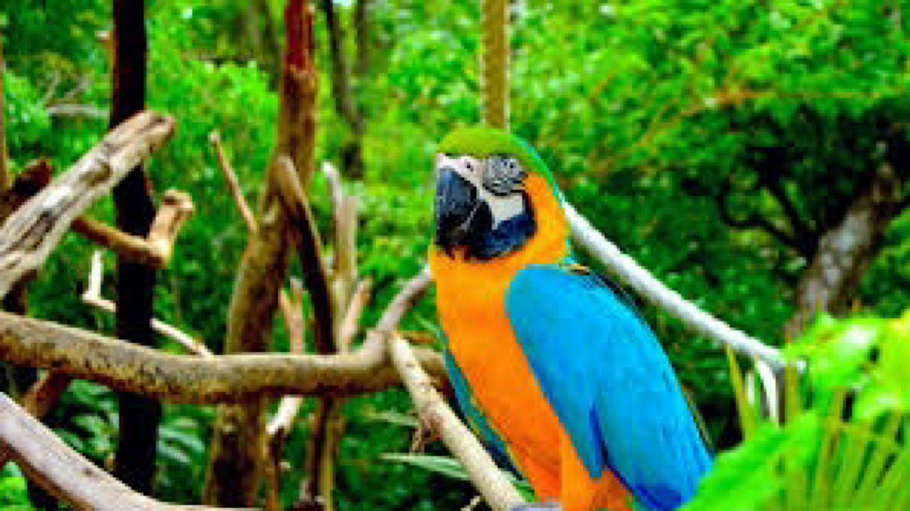 Bird Sanctuary Tour